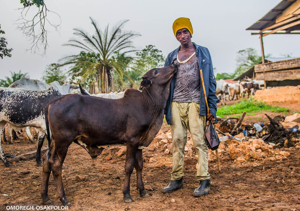 Cow and fulani herder